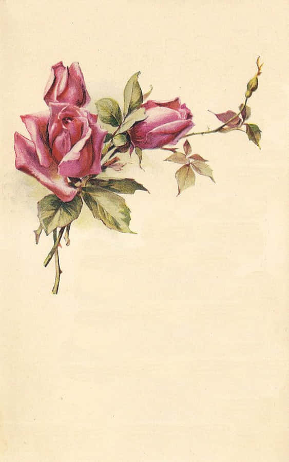 Vintage Rose Bakgrunnsbildet