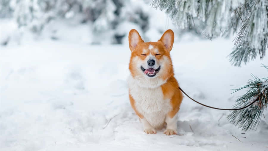 Vinter Hund Wallpaper