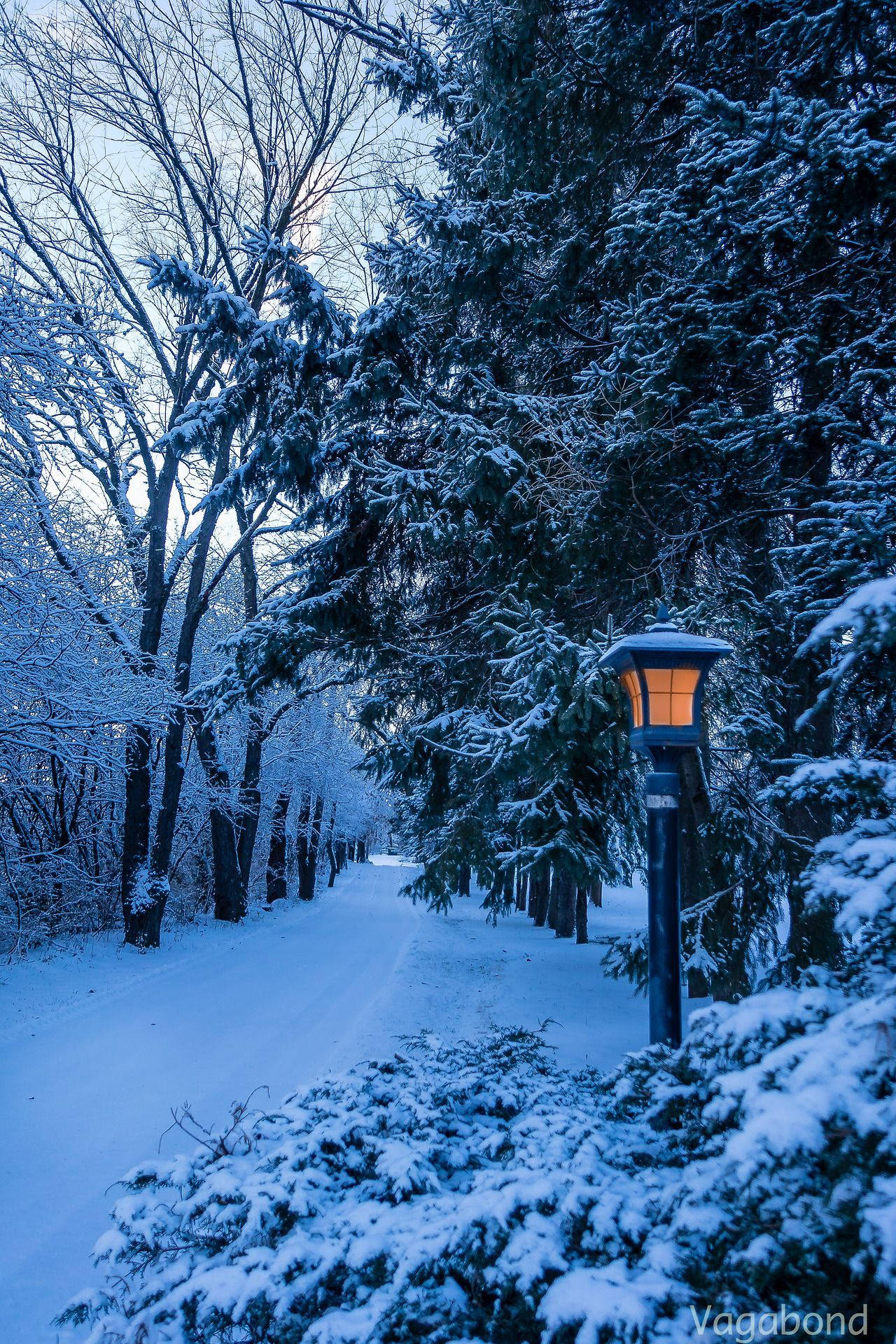 Vinter Scene Billeder