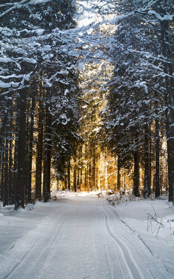 Vinter Skog Telefon Bakgrunnsbildet