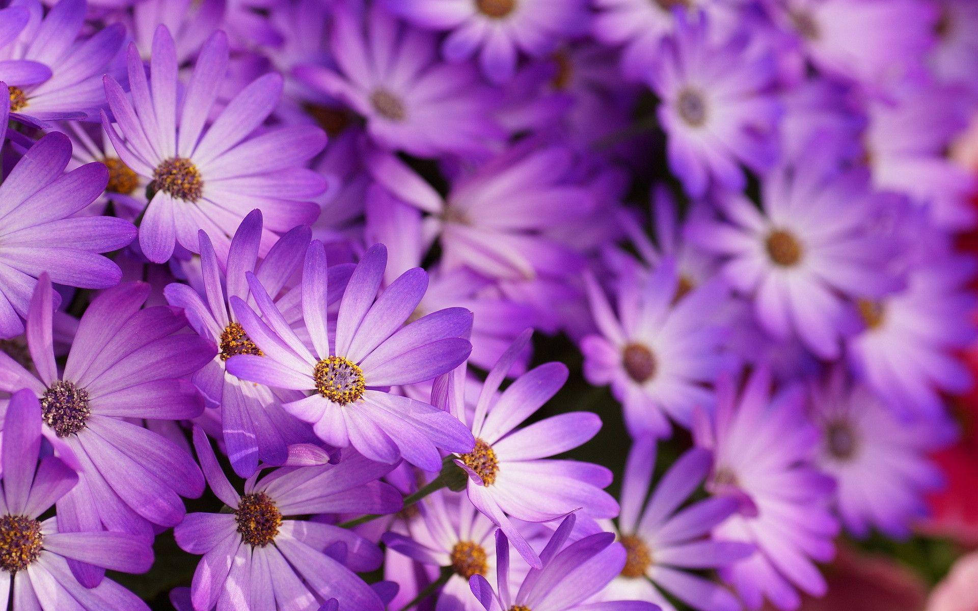 Violetter Blumen Desktop Wallpaper