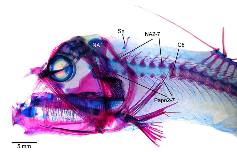 Labeled translucent fish skeleton with magenta and blue staining showing internal anatomy. — Viperfish Wallpaper