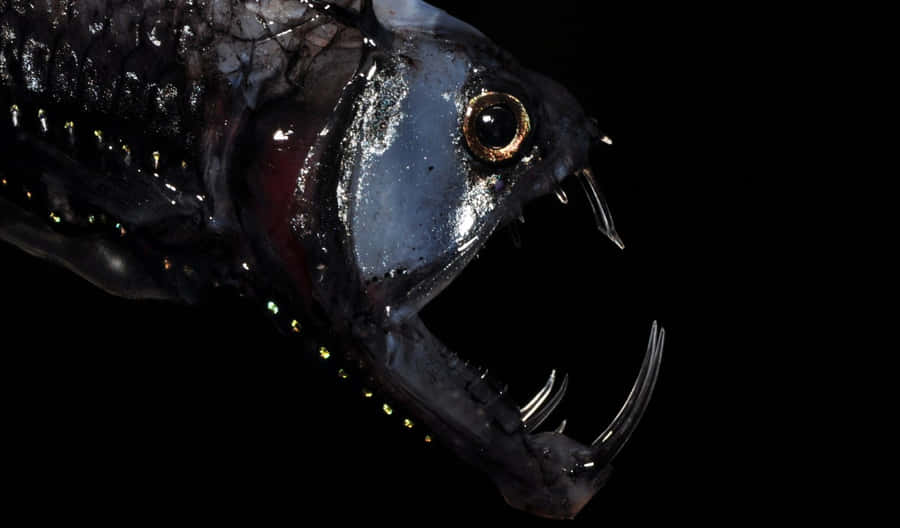 Viperfish Achtergrond