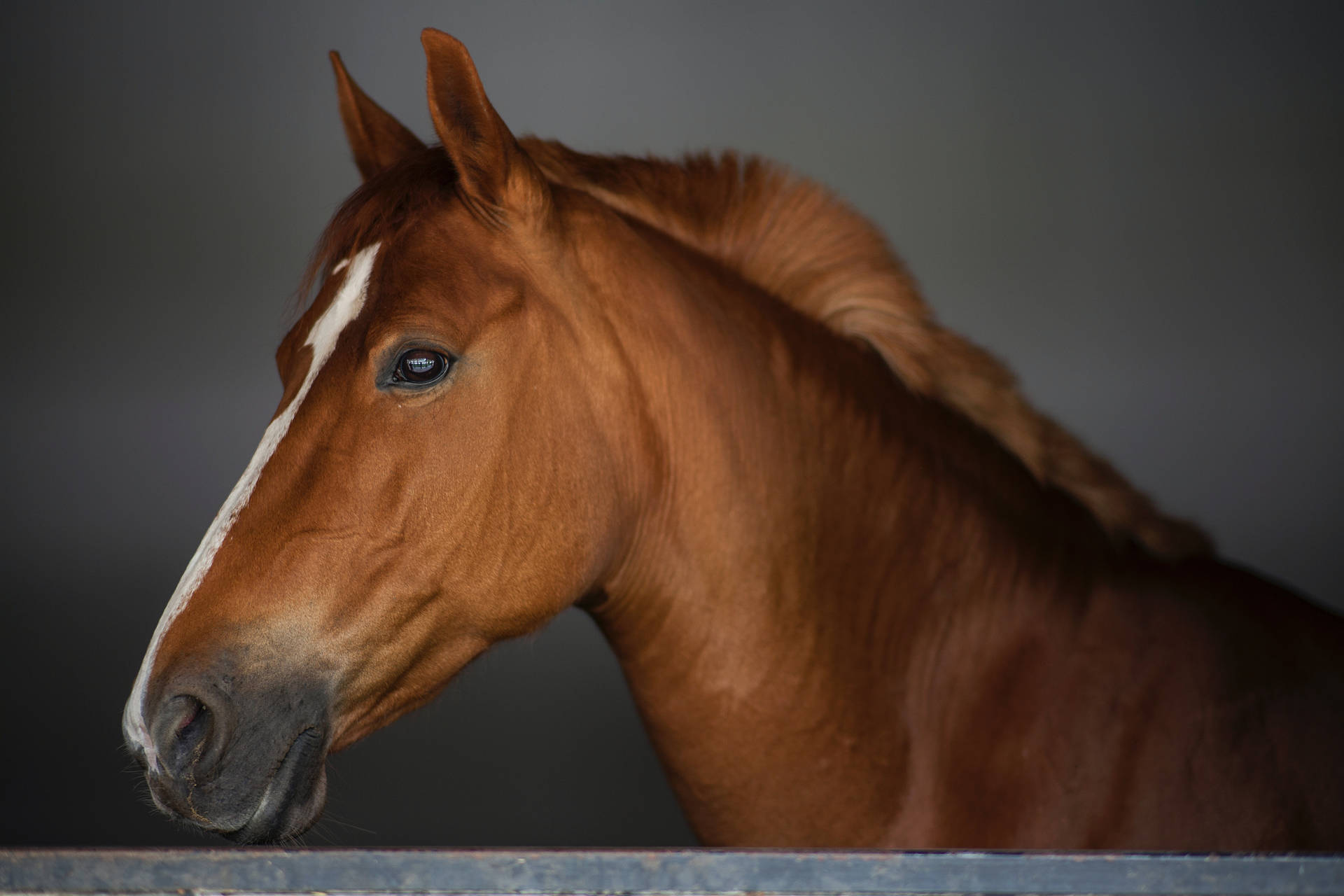 Visage De Cheval Fond d'écran