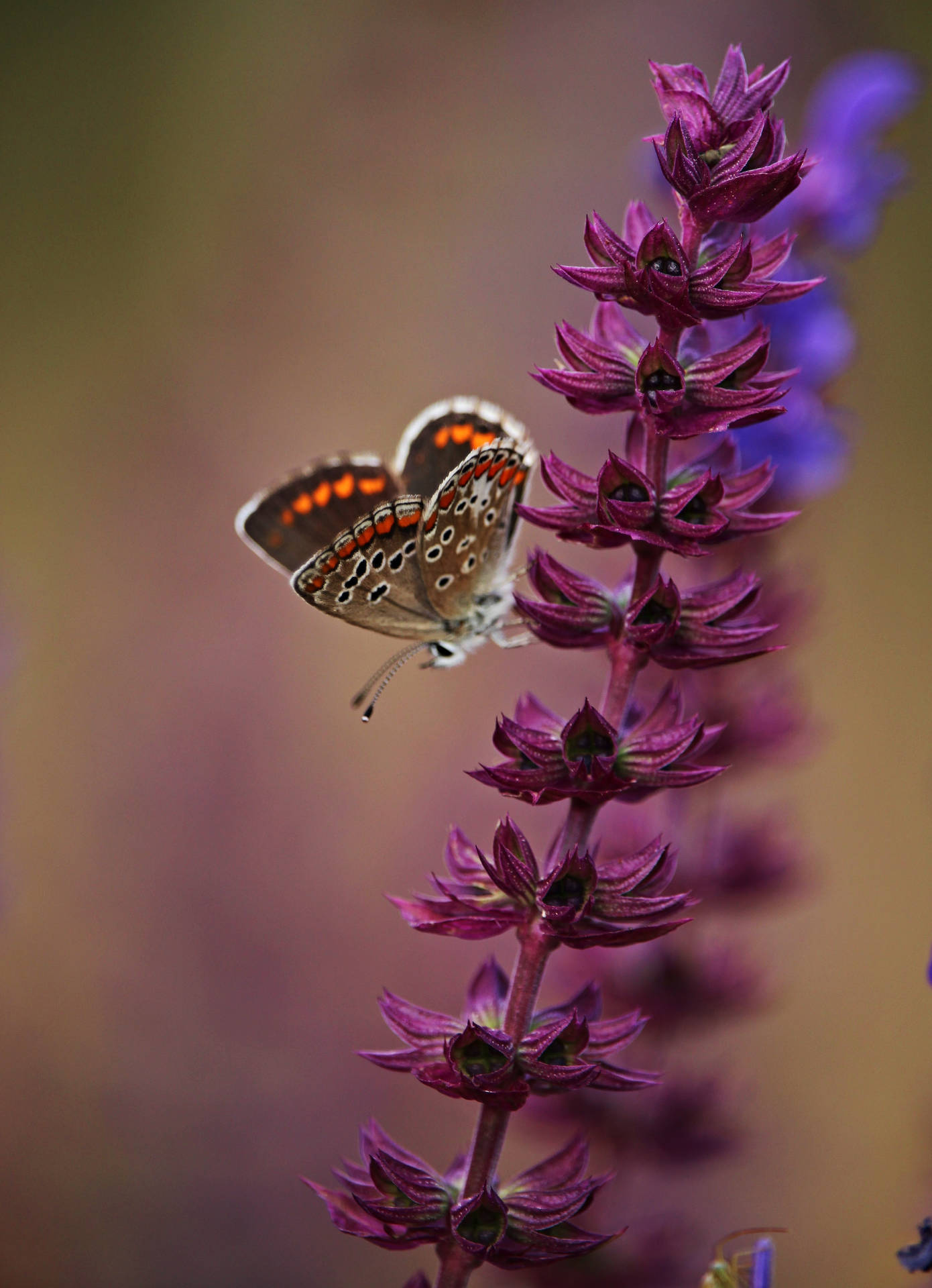 Vlinder Op Bloem Achtergrond