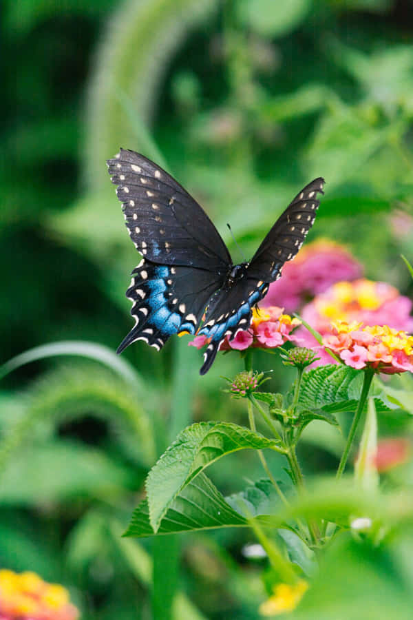 Vlinder Tuin Planten Achtergrond