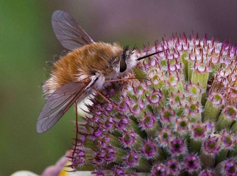 Uma mosca-abelha difusa em uma cabeça de flor roxa espinhosa — Voar Papéis de Parede