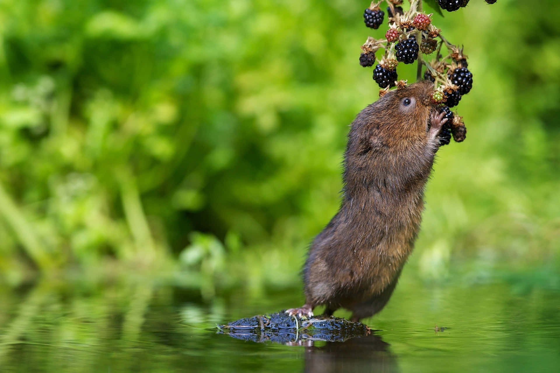 Vole Achtergrond