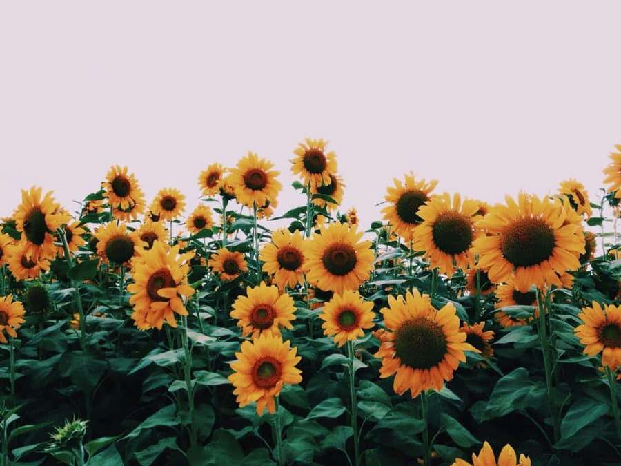 Sonnenblumen blühen auf einem Feld unter einem weichen Himmel — Vsco Notebook Wallpaper