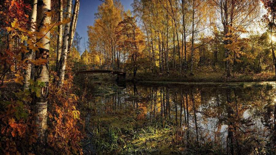 Birken mit goldenen Blättern spiegeln sich in einem ruhigen Teich unter einem klaren blauen Himmel. — Waldsee Wallpaper