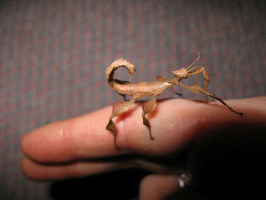 A leaf insect resting on a person's fingertip. — Walkingstick Wallpaper
