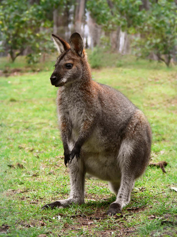 Wallaby Wallpaper