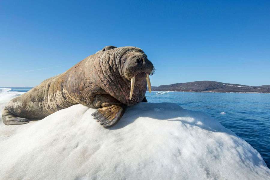 Walrus resting on ice floe in arctic ocean with mountains in background — Walrus Wallpaper