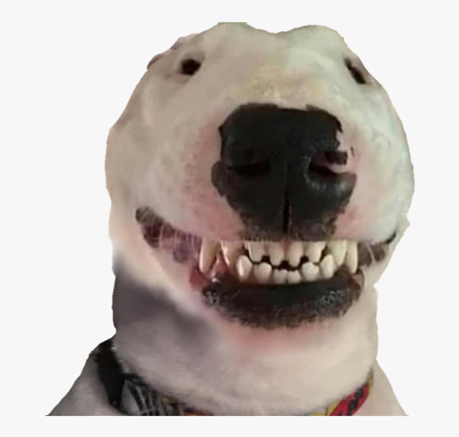 Walter Koira Taustakuva