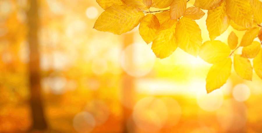 Golden autumn leaves glowing in warm sunlight with blurred forest background. — Warm Background