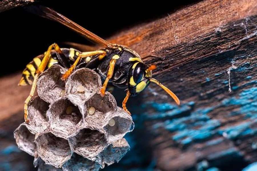 A wasp on its hexagonal nest clinging to painted wood. — Wasp Background