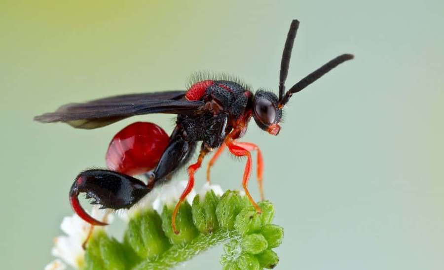 A black and red wasp with orange legs on a green leafy plant. — Wasp Picture