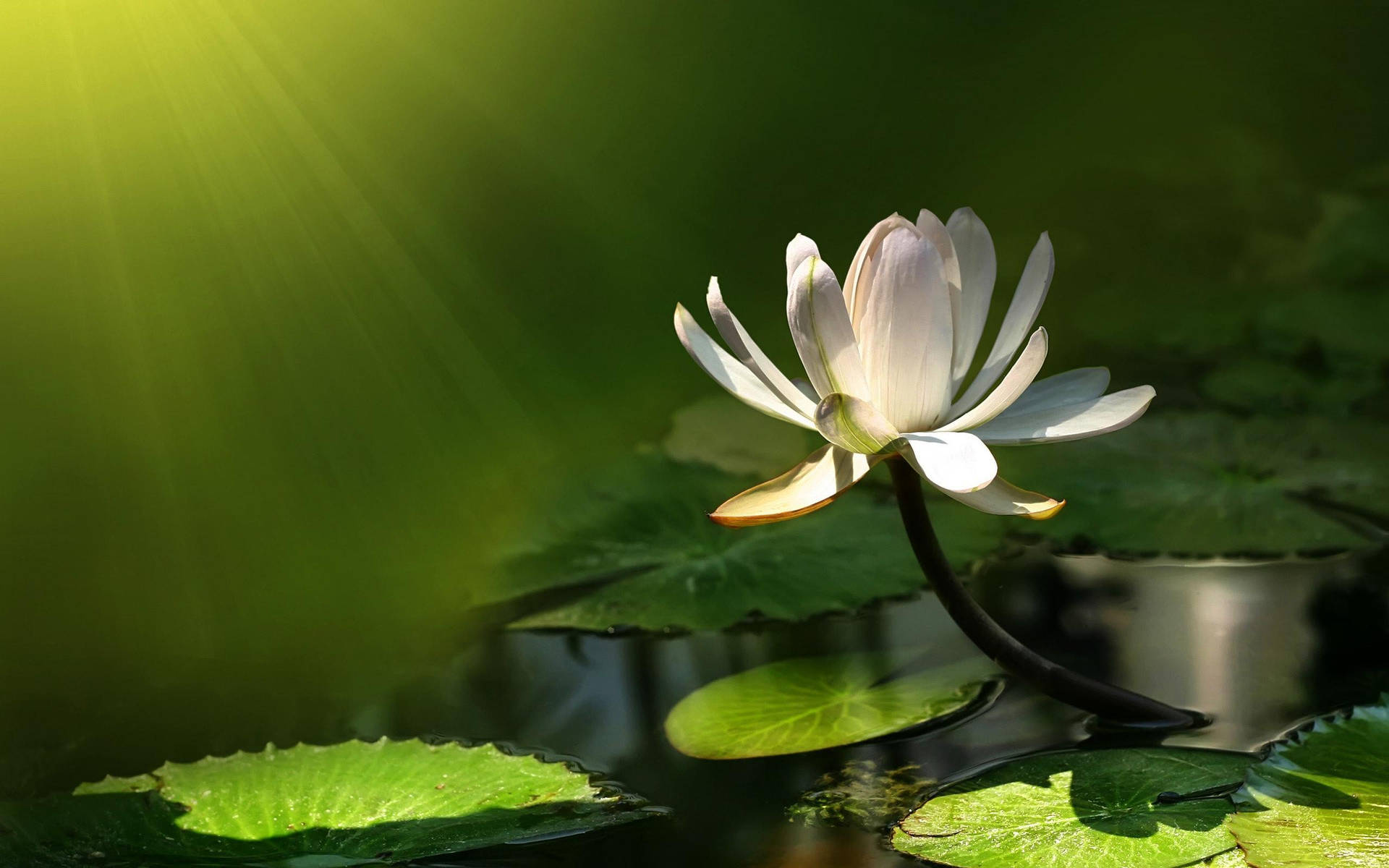 Water Lily Background Wallpaper