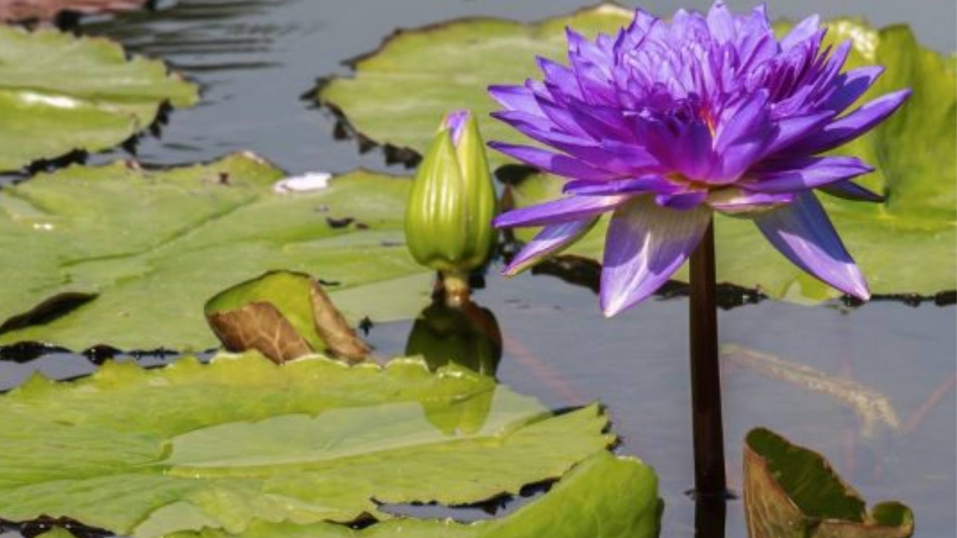 Water Lily Taustakuva