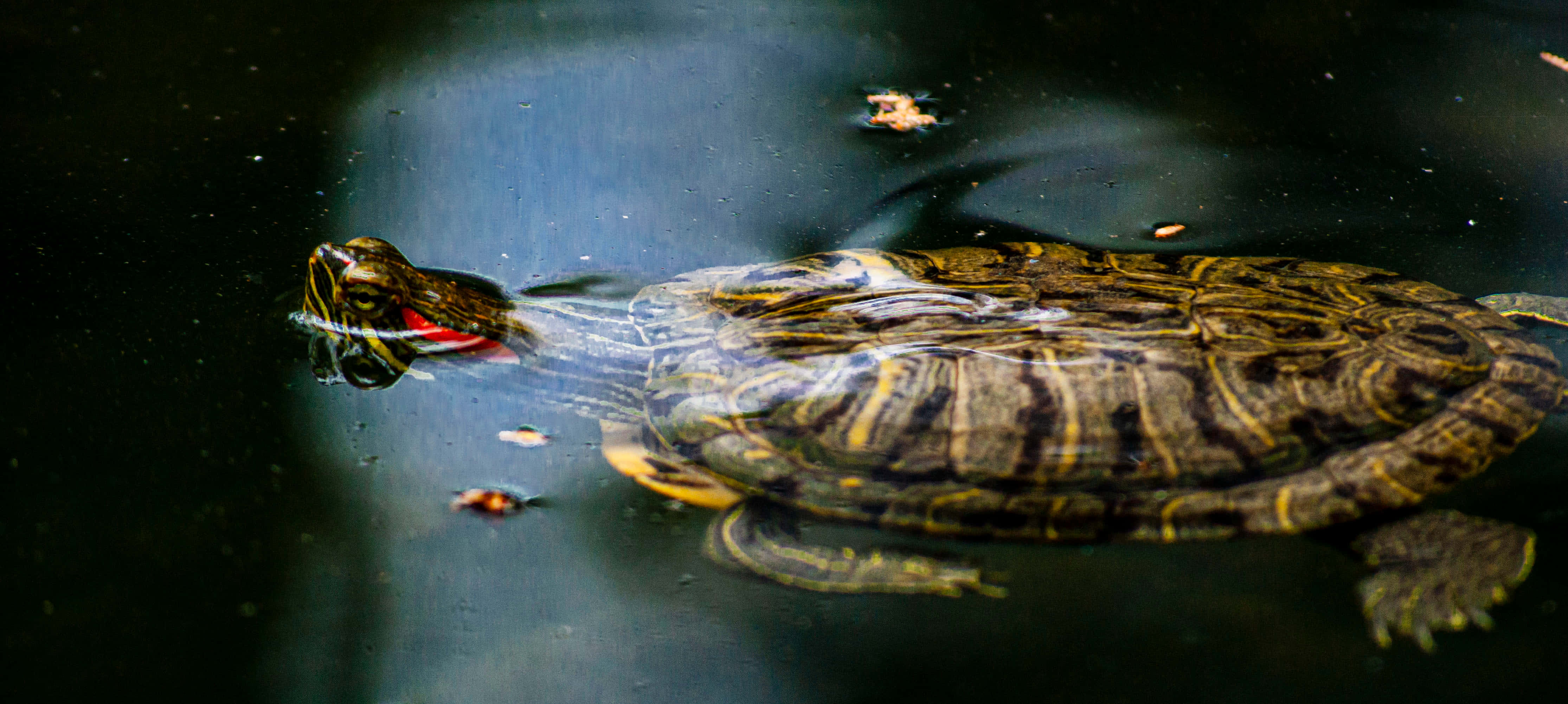 A painted turtle swimming in dark water with its red throat visible. — Water Turtle Wallpaper