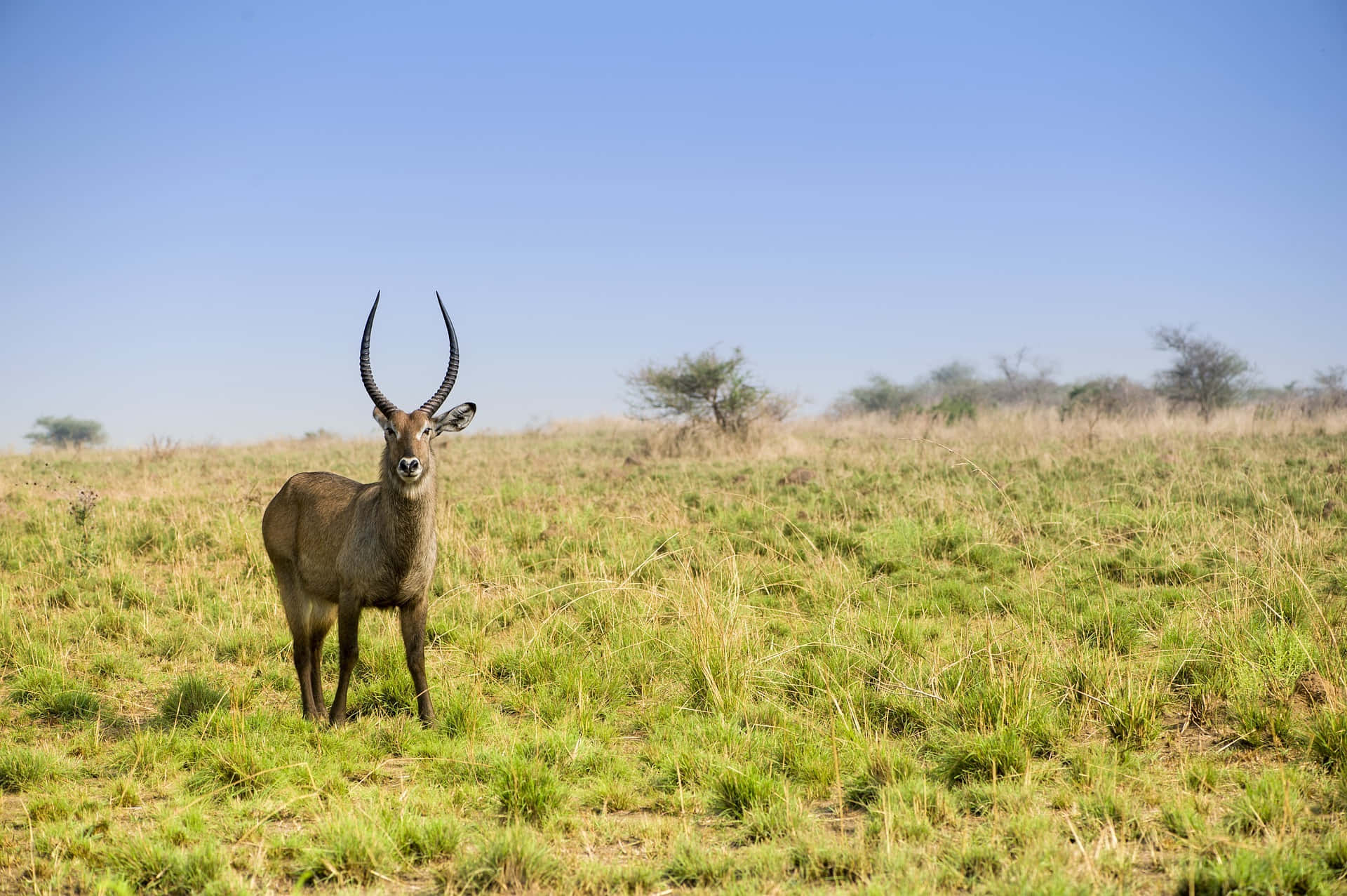 Waterbuck Fond d'écran