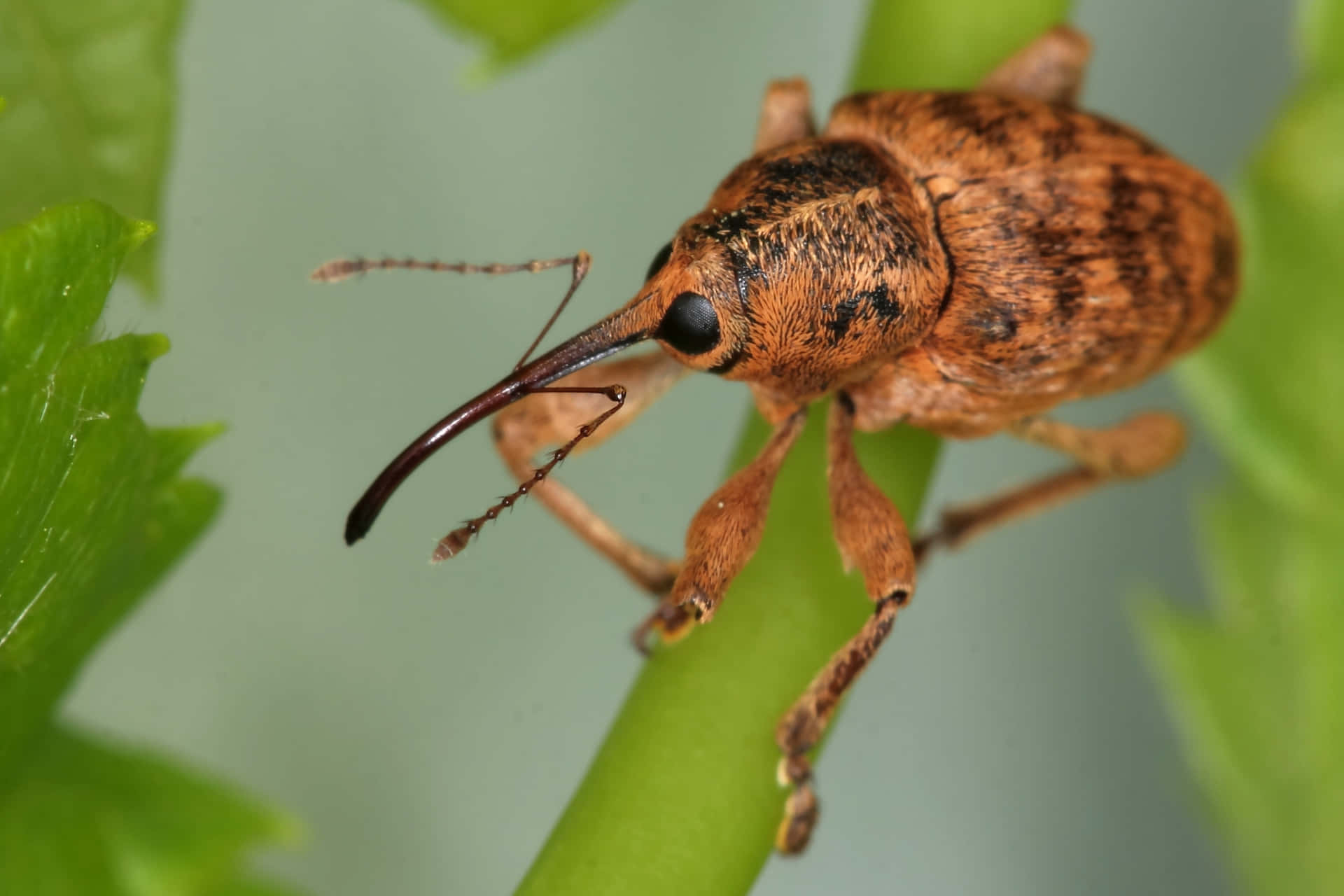 Weevil Fond d'écran