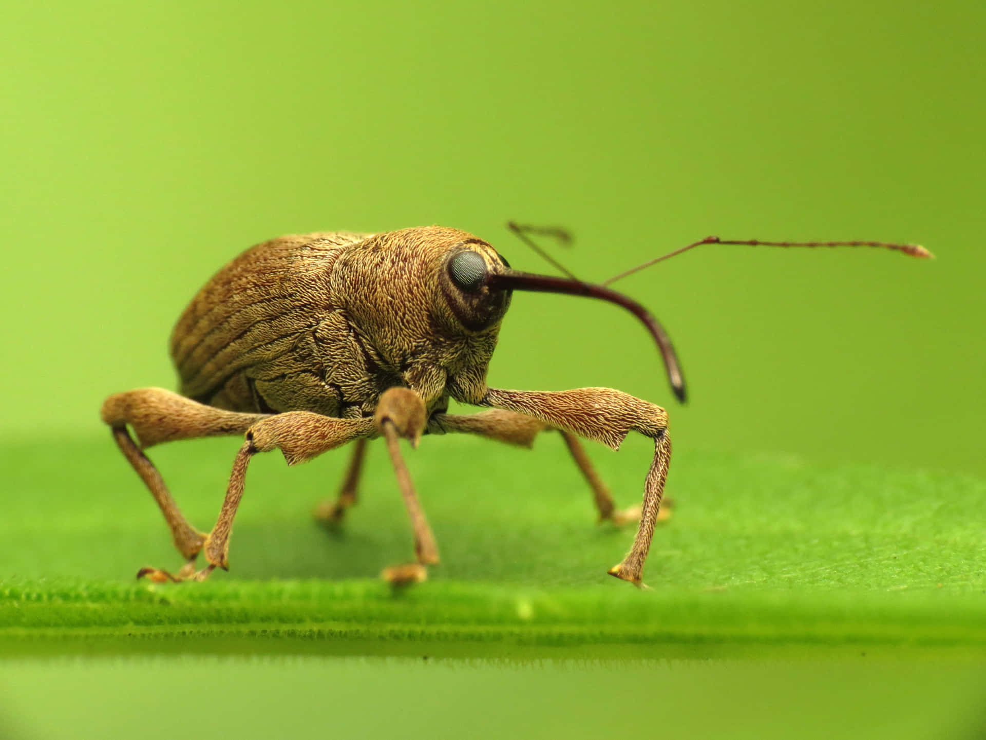 Weevil Wallpaper