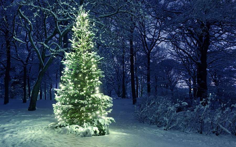 Verschneiter Weihnachtsbaum, beleuchtet mit warmen Lichtern in einem Winterwald bei Nacht. — Weihnachtsbaum Wallpaper