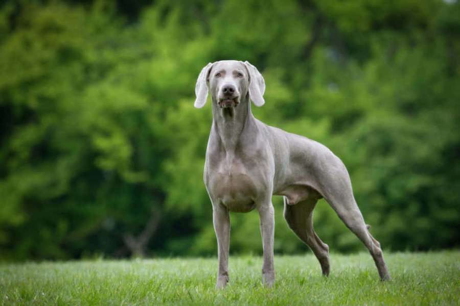 Silver Weimaraner dog standing on green grass with trees in background — Weimaraner Picture