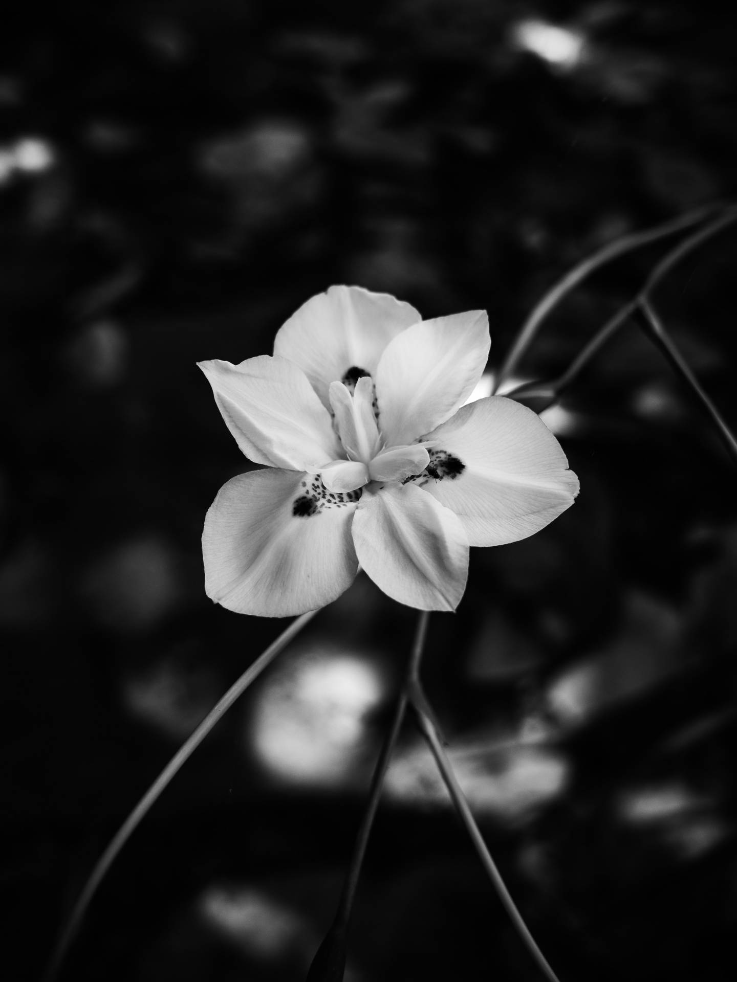 Weiße Blume Bilder