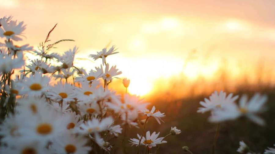 Weiße Gänseblümchen auf einer Wiese, getaucht in goldenes Sonnenuntergangslicht. — Weiße Blumen Wallpaper