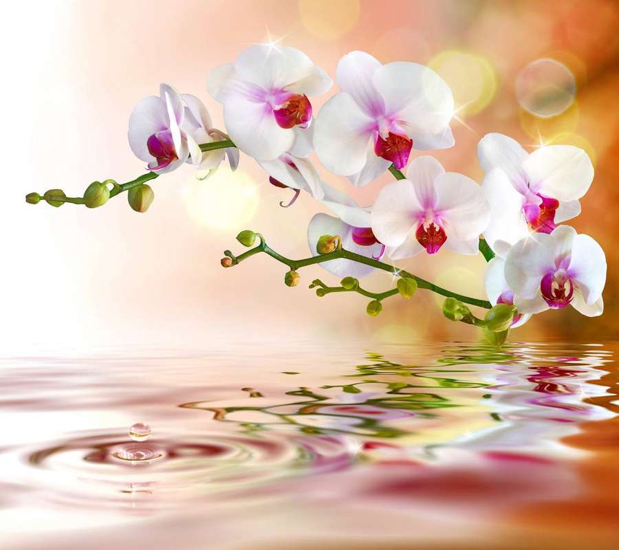 Weiße Orchidee mit rosa Zentren, reflektiert in welligem Wasser mit weichem, leuchtendem Hintergrund. — Weiße Orchidee Wallpaper
