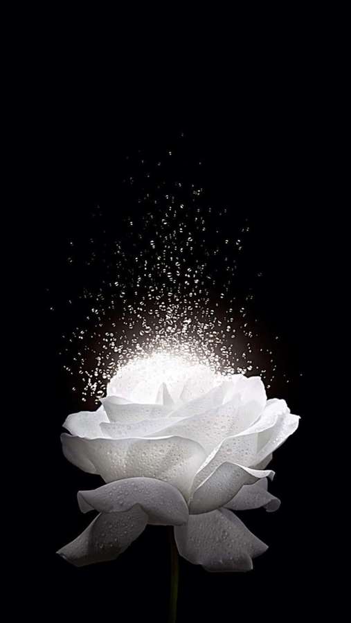 Weiße Rose mit Tautropfen, die in funkelnde Partikel explodiert, vor schwarzem Hintergrund — Weiße Rose Wallpaper