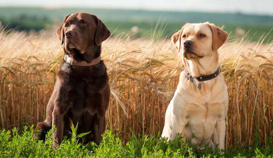Zwei Labrador Retriever sitzen an einem sonnigen Tag in einem Weizenfeld. — Weizenfeld Wallpaper