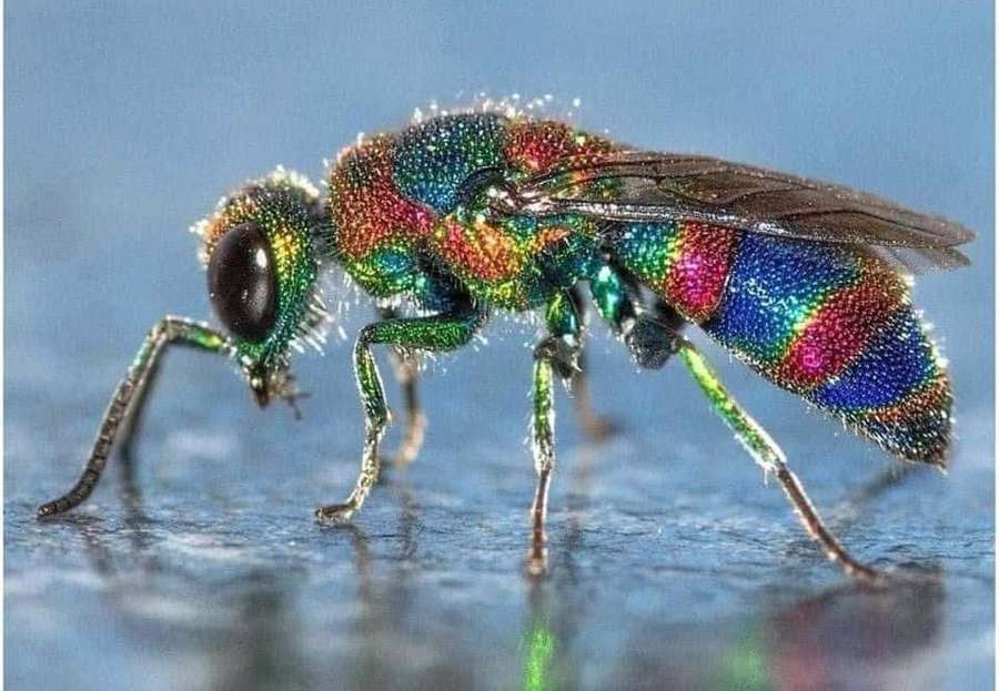 Eine Juwelenwespe mit regenbogenfarbenem schillerndem Körper auf einer blauen reflektierenden Oberfläche — Wespenbilder Wallpaper