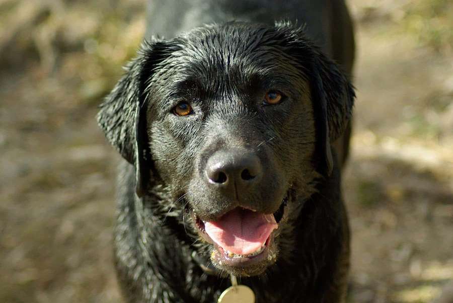 A wet black Labrador dog with a happy expression outdoors in sunlight. — Wet Dog Wallpaper