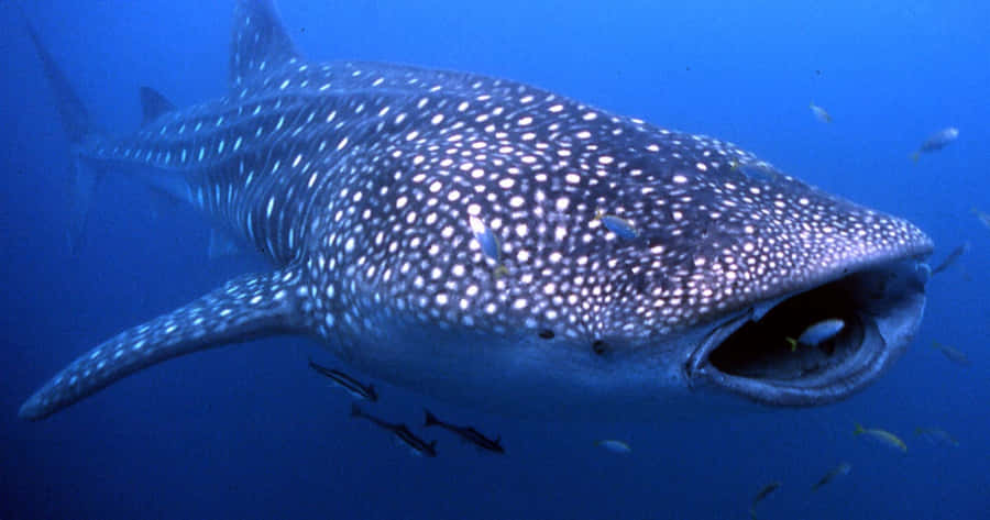 Whale Shark Pictures Wallpaper