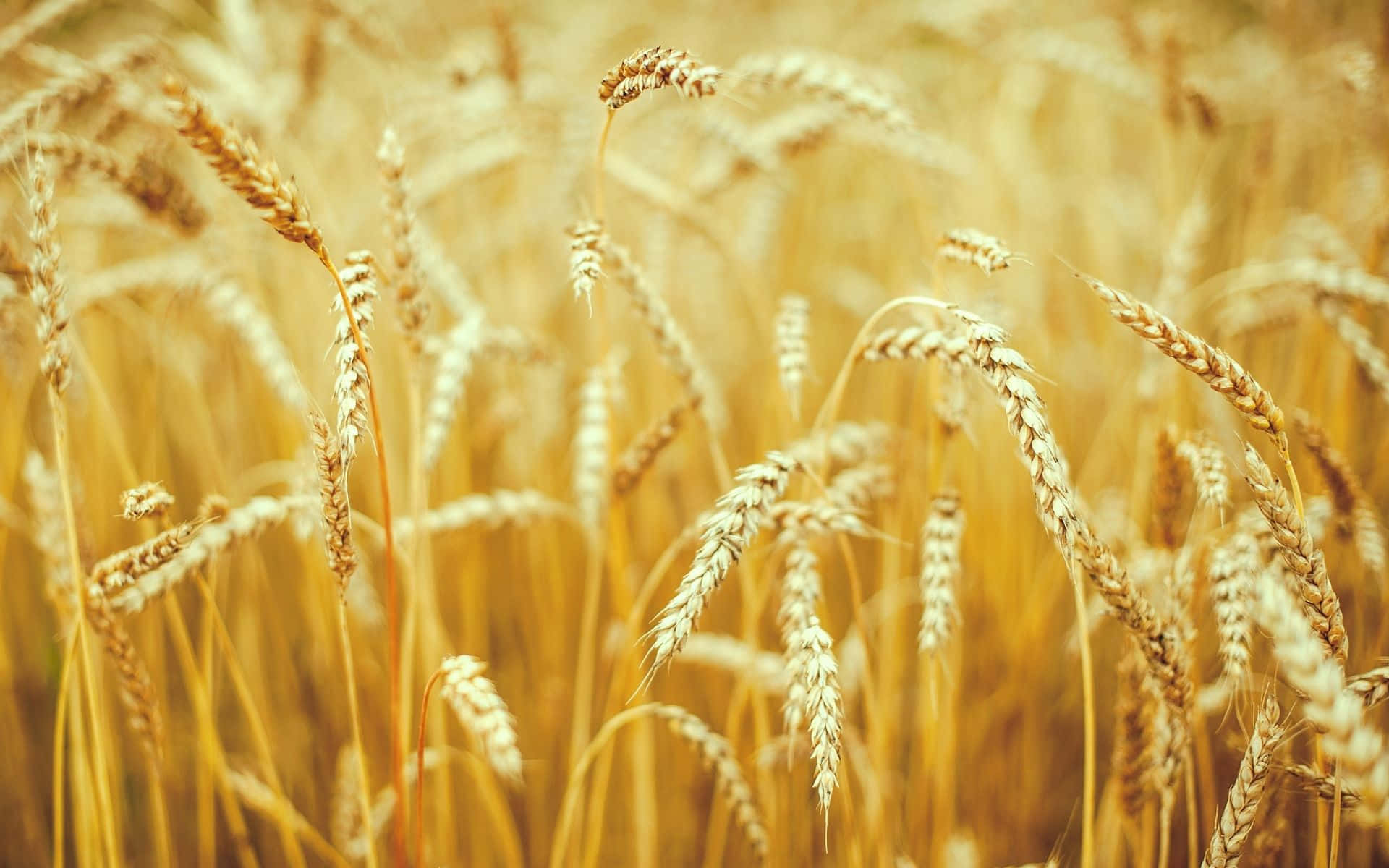 Wheat Harvest Wallpaper