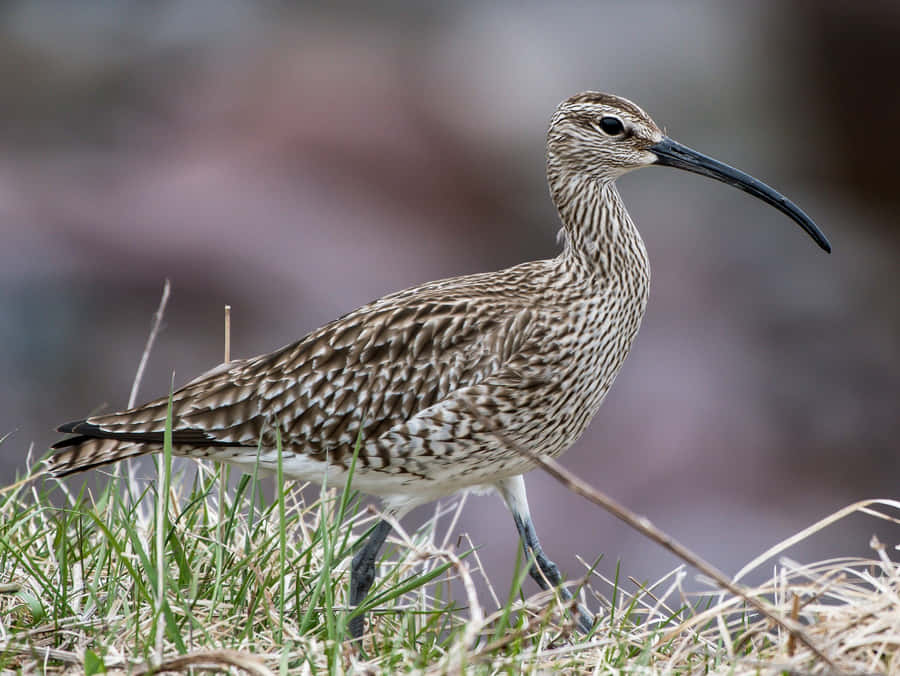 Whimbrel Bakgrunnsbildet