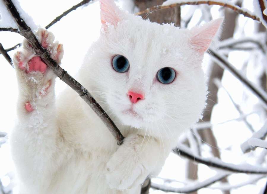 White cat with blue eyes perched on snowy tree branch in winter forest. — White Cat Picture