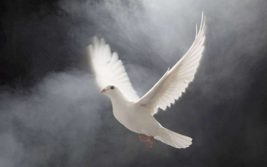 Eine weiße Taube fliegt mit ausgebreiteten Flügeln durch Rauch. — White Dove Wallpaper