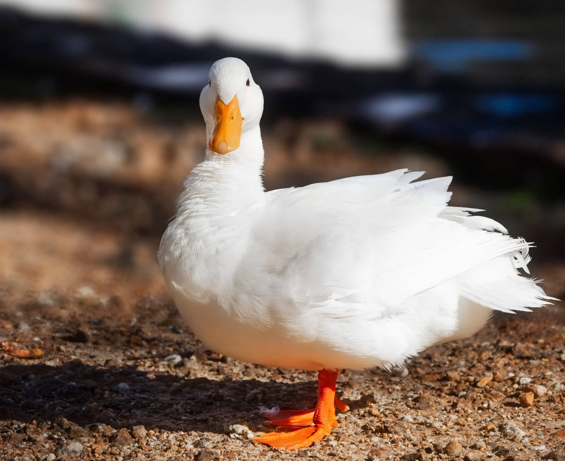 White Duck Pictures Wallpaper