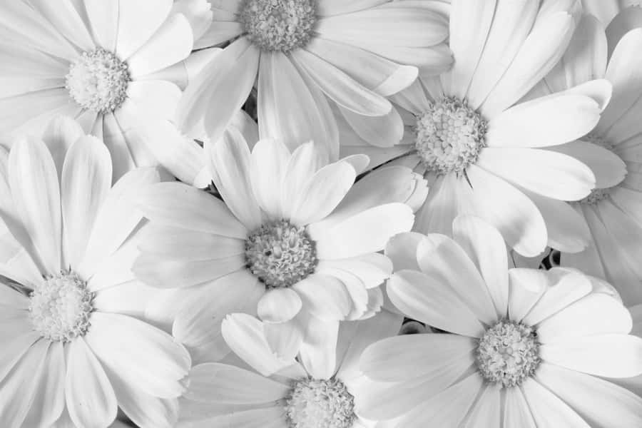 White Flower Background Wallpaper
