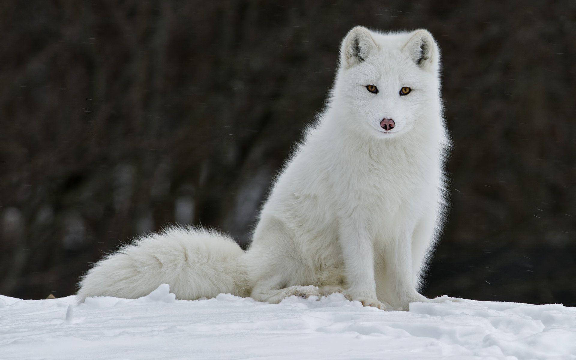 White Fox Baggrunde