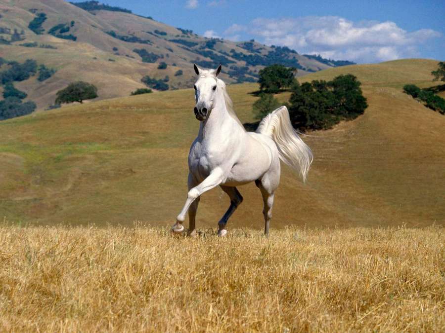 White horse running through golden field with rolling hills and blue sky. — White Horse Background
