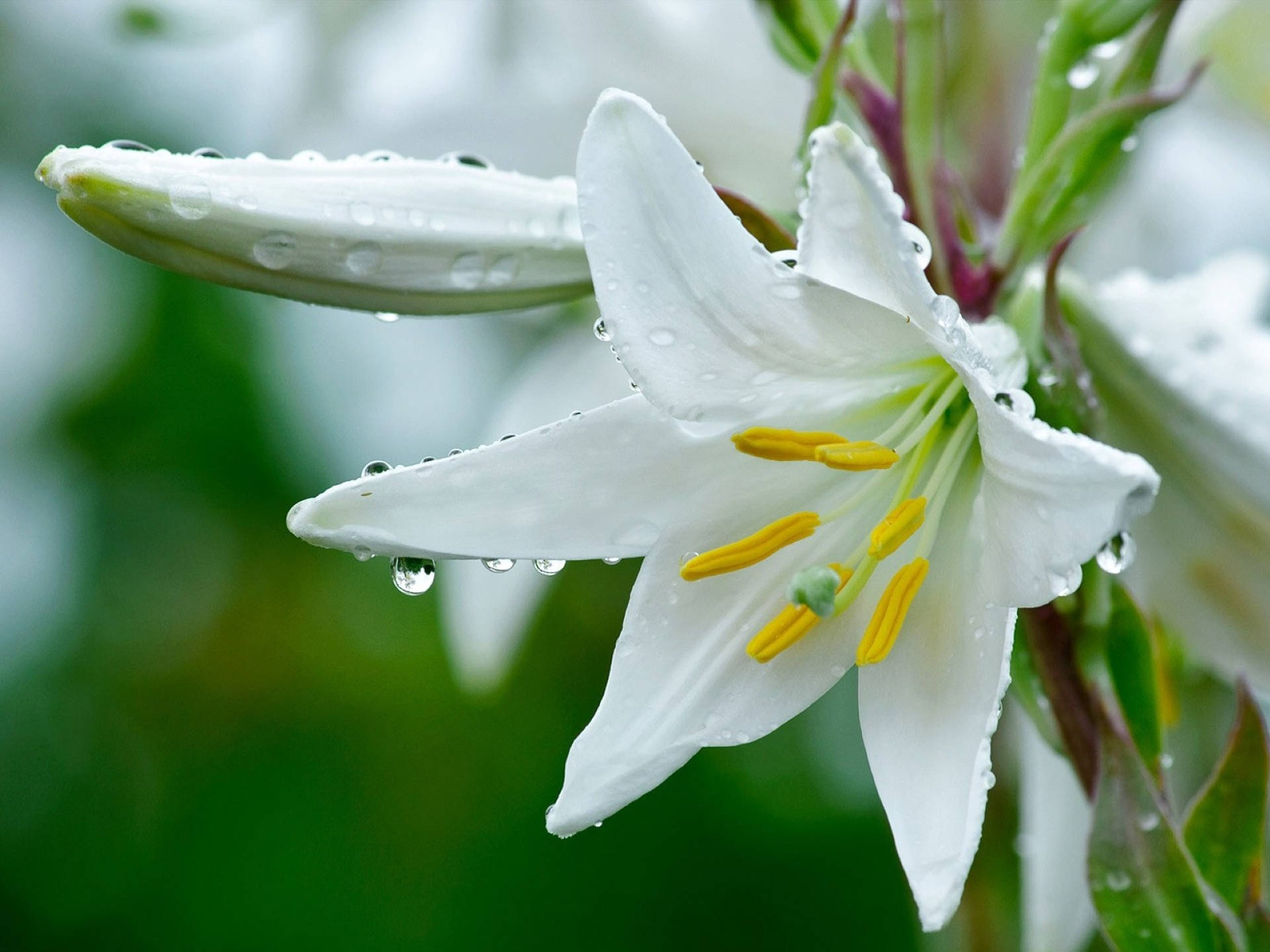 White Lily Bilder