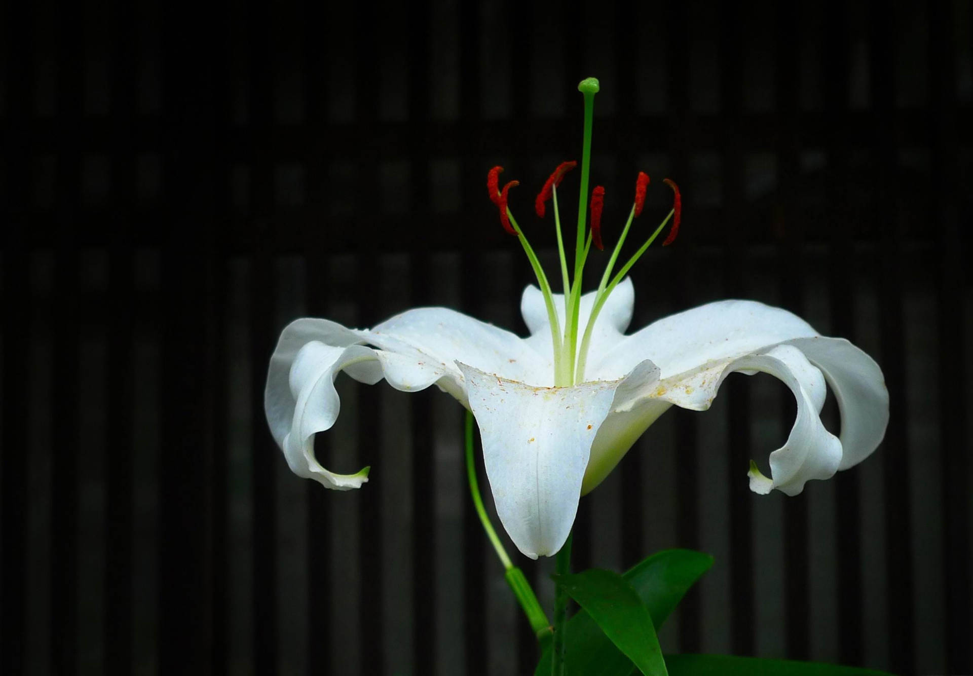 White Lily Pictures