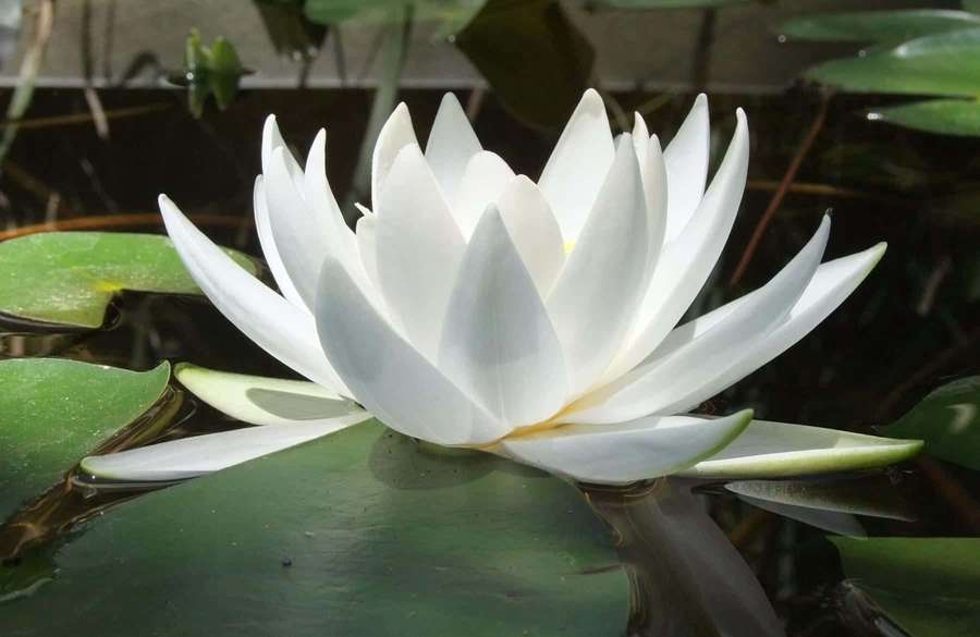 White water lily floating on pond with green lily pads — White Lotus Wallpaper