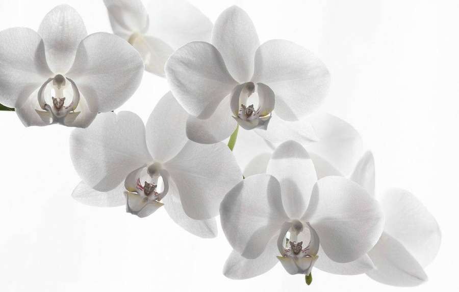 Cluster of white orchids with subtle shadows on a white background. — White Orchid Background