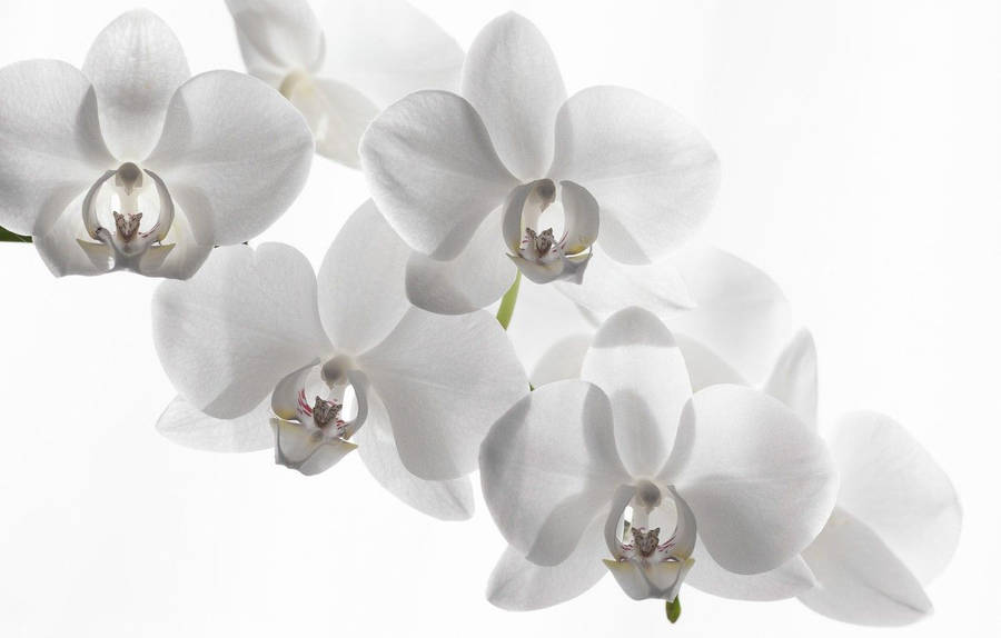 White Orchid Background Wallpaper